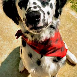 Ripley - White and black male Dalmatian puppy in Bremen, Georgia from Clark’s Dalmatians