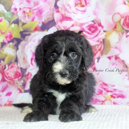 Camille - Black and white female Sheepadoodle puppy in Lowry City, Missouri from Cooper Creek Puppies