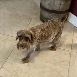 Coco - Miniature Schnauzer