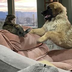 Leonberger Puppies from Sinnsro Leonbergers