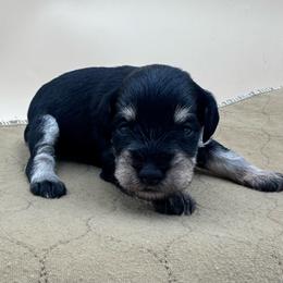 Girl 2 - Black and silver female Miniature Schnauzer puppy in Arlington, Texas from Blissful Standards
