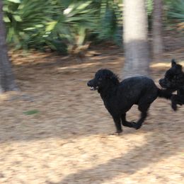 Poodle Puppies from Simply Standard Poodles