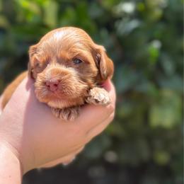 Light pink - Tri-color female Australian Labradoodle puppy in Fontana, California from Grammy's Puppy Love doodles and poodles