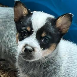 Boy 1 - Blue male Australian Cattle Dog puppy in Norton, Ohio from Australian Cattle Dog Company