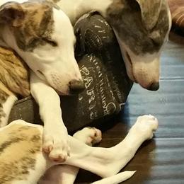 Akita and Whippet Puppies from Crossway Akitas & Whippets