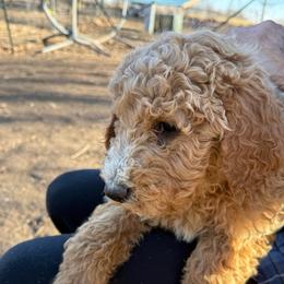 Riley - Parti male Poodle puppy in Harrisburg, Missouri from Grammie's  Poodles and Grampies Labradors