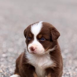 Grace AKC - Red tri-color female Australian Shepherd puppy in Polk City, Florida from Skaky Shepherds