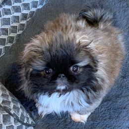 Pekingese Puppies from Dreamers Pekingese