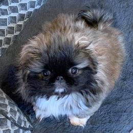 Pekingese Puppies from Dreamers Pekingese