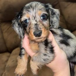 Loretta - Dapple female Dachshund puppy in Goldthwaite, Texas from Mini Mama Dachshunds
