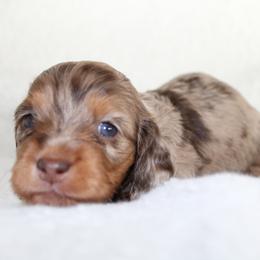 Junie (SILKY) - Dapple female Dachshund puppy in Fairfax, Iowa from Grayson’s Lovable Dachshunds