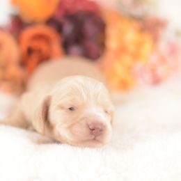 Ferrero - Full AKC - Cream female Dachshund puppy in Neosho, Missouri from A Walk In The Park