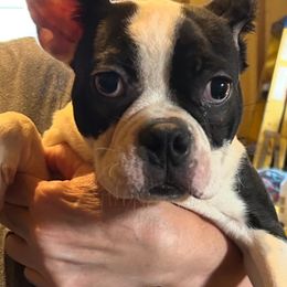 Puppy 3 - Black and white male Boston Terrier puppy in Covington, Georgia from Tuxedo Bostons of Atlanta