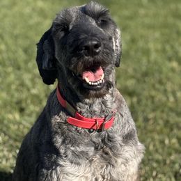Yaz - Giant Schnauzer