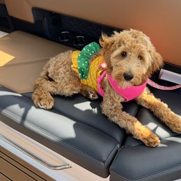 Elsa - Apricot female Australian Labradoodle puppy in Whitehouse, Texas from South Point Labradoodles