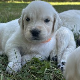 Golden Retriever Puppies from Avalon English Retrievers