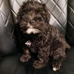 Majic - Black male Miniature Schnauzer puppy in Midland, Texas from Shebbies Puppy Palace