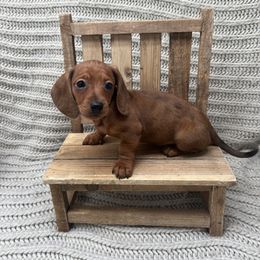 Dachshund Puppies from Golden Creek Farm