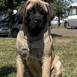 Mastiffs from Lisa Armstrong