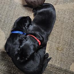 Red Collar - Black male Labrador Retriever puppy in Boyd, Minnesota from Lindley Labradors