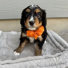 Bernedoodle Puppies from Suncrest Doodles