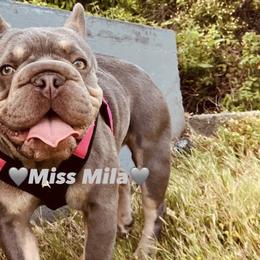 Miss Mila - Blue fawn female French Bulldog puppy in Edmonds, Washington from Matra French Bulldogs