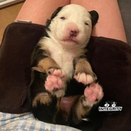 Australian Shepherd and Miniature Australian Shepherd Puppies from Integrity Aussies Tx