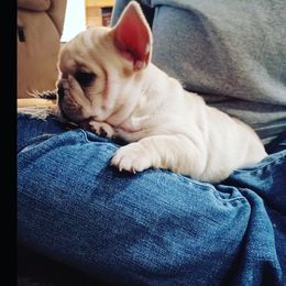 French Bulldog Puppies from Michigan fresh Coast Frenchies