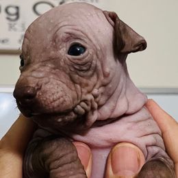 Sugar - Chocolate female American Hairless Terrier puppy in Sacramento, California from Gold Rush Kennels