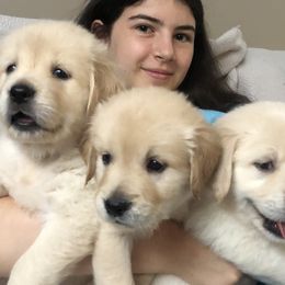 Goldendoodles, Golden Retrievers, and Poodles from Refinery Retrievers