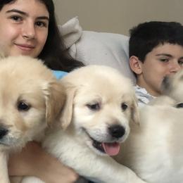 Goldendoodles, Golden Retrievers, and Poodles from Refinery Retrievers