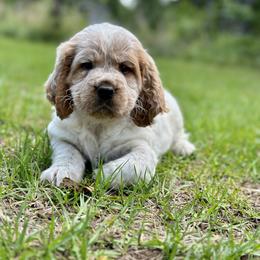 English Springer Spaniel Puppies from Willow Creek Farms