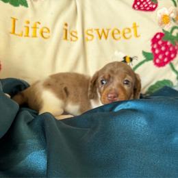 Briar - Dapple male Dachshund puppy in Tarrant County, Texas from Louis' Litters