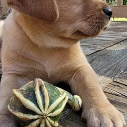 Labrador Retrievers from Willow Birch Farm