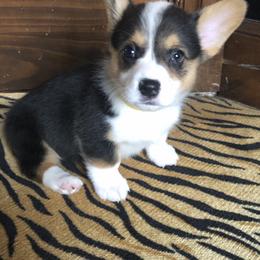 Pembroke Welsh Corgi Puppies from Shabby Chic Corgis