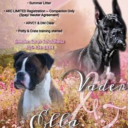 Boxer puppies from Lieben Boxers