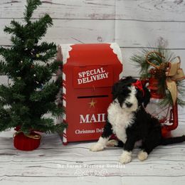 Goldendoodle and Sheepadoodle Puppies from The Farms Precious Doodles