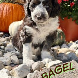 Bagel - Black and white male Aussiedoodle puppy in Ellenburg Center, New York from Kristin's Puppies