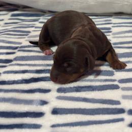 Chocolate Tan Female - Chocolate and tan female Dachshund puppy in Summerville, South Carolina from Funk's Four-Legged Friends
