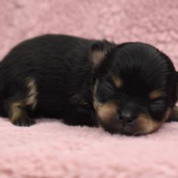 Alvin - Black and tan Pomeranian puppy in Westminster, Colorado from VanityPom’s
