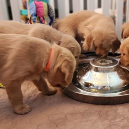 Golden Retriever Puppies from Bennett Goldens