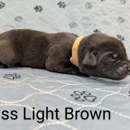 Miss Light Brown - Black female Labrador Retriever puppy in Lebanon, Pennsylvania from Robertson's Retrievers and Doodles