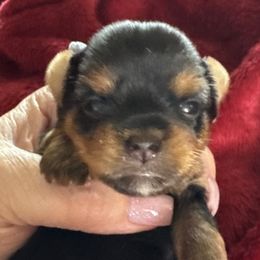 Girl 2 - Black and tan female Yorkshire Terrier puppy in Rathdrum, Idaho from CDA Heavenly Yorkies