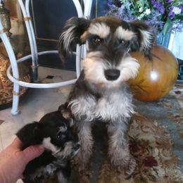 Beby - Miniature Schnauzer
