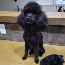 Poodles and Yorkipoos from DJ's Toy Poodles