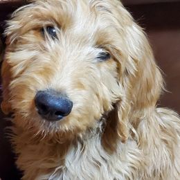 Goldendoodles and Golden Retrievers from Western States Golden Retrievers and Goldendoodles