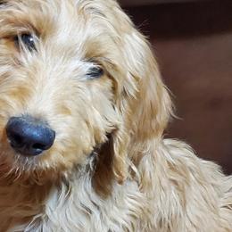 Goldendoodles and Golden Retrievers from Western States Golden Retrievers and Goldendoodles