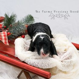 Sheepadoodle Puppies from The Farms Precious Doodles