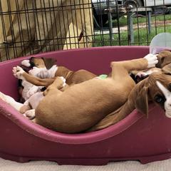Boxer Puppies from FarMore Boxers