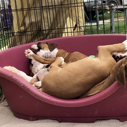 Boxer Puppies from FarMore Boxers